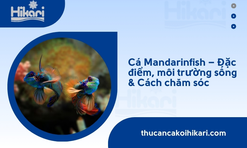 Cá Trạng Nguyên (Mandarinfish) – Đặc điểm, Cách chăm sóc