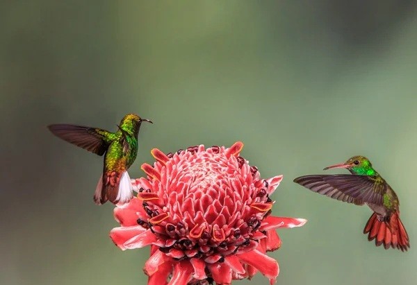 Chim hút mật ăn gì? Các loại thức ăn dành cho chim hút mật 11 Chim hút mật ăn gì? Mật hoa là nguồn thức ăn tự nhiên chủ yếu của chim hút mật