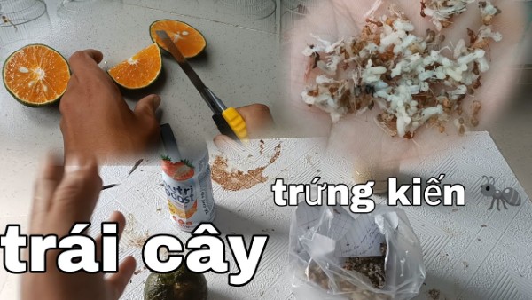 Chim hút mật ăn gì? Các loại thức ăn dành cho chim hút mật 16 Đảm bảo cân bằng chế độ dinh dưỡng cho chim hút mật