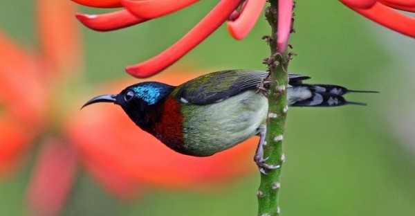 Chim hút mật ăn gì? Các loại thức ăn dành cho chim hút mật 18 Kích thích bản năng tìm kiếm thức ăn tự nhiên cho chim hút mật