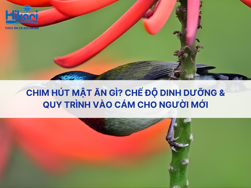Chim hút mật ăn gì? Chế độ dinh dưỡng & quy trình vào cám cho người mới