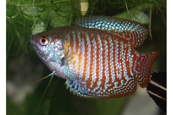 Giới thiệu về cá Gourami