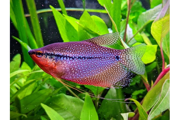 Đặc điểm của cá Gourami