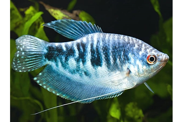 Cá Gourami xanh (Blue Gourami)