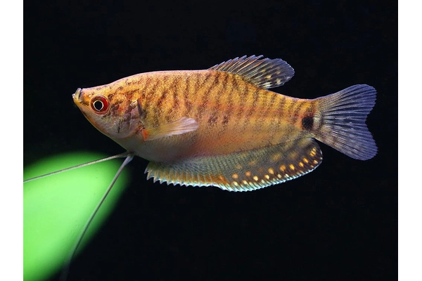Cá Gourami vàng (Gold Gourami)