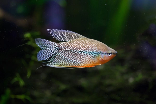 Cá Pearl Gourami (Cá Gourami ngọc trai)