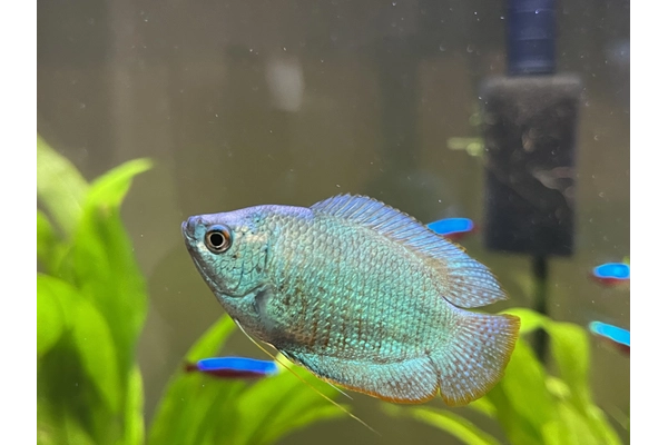 Cá Dwarf Gourami (Cá Gourami lùn)