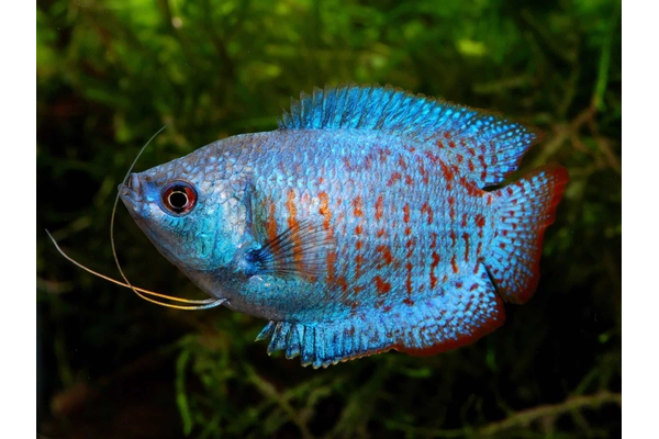 Ý nghĩa phong thủy của cá Gourami
