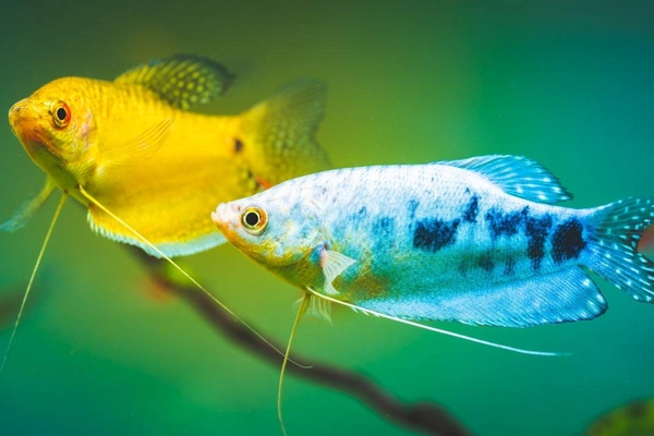 Cách chọn và nuôi cá Gourami phong thủy
