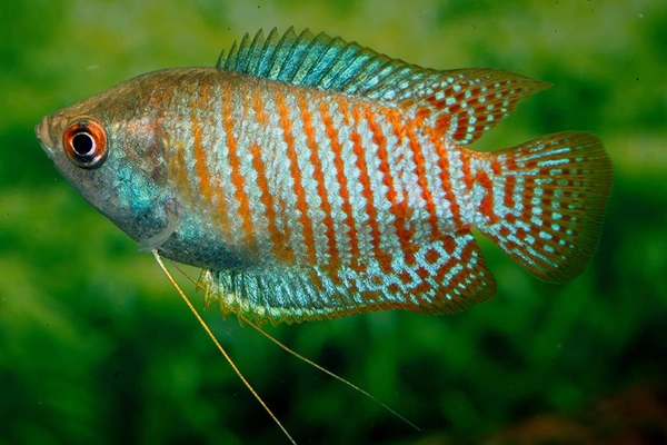 Lưu ý khi nuôi cá Gourami để phát huy phong thủy
