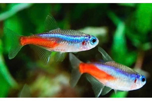 Giới thiệu về cá Neon Tetra