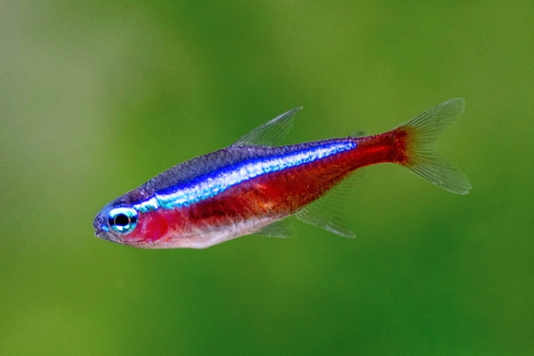 Đặc điểm nổi bật của cá Neon Tetra