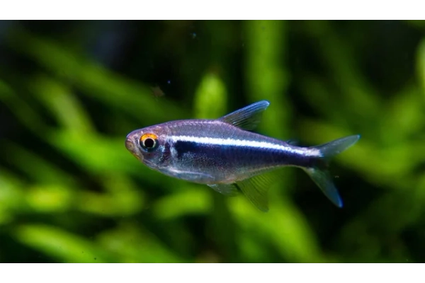 Cách nuôi và chăm sóc cá Neon Tetra hiệu quả