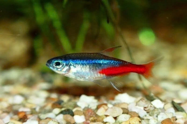 Lưu ý khi nuôi cá Neon Tetra