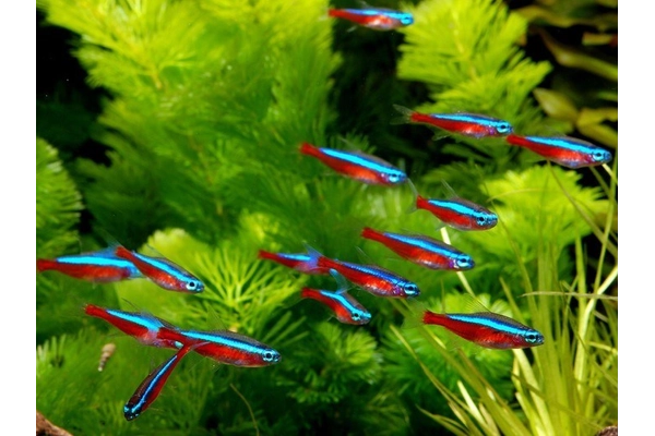 Nhân giống cá Neon Tetra