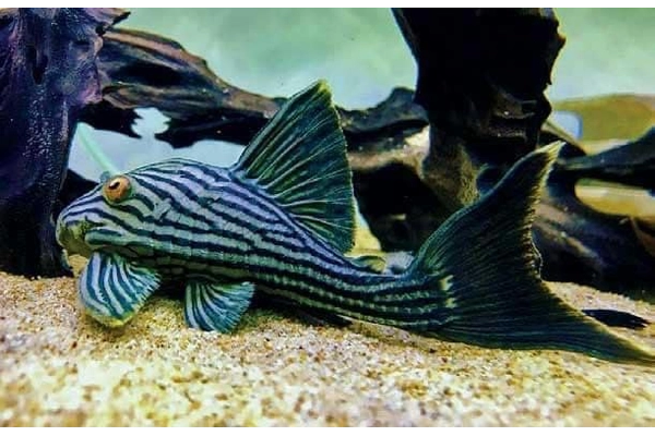 Giới thiệu về cá Pleco