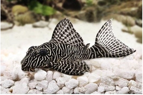 Đặc điểm của cá Pleco