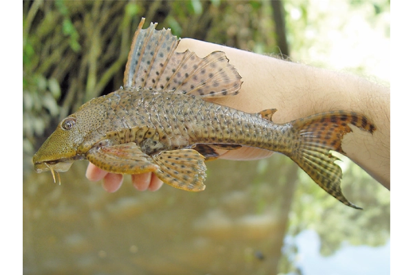 Pleco Common (cá dọn bể thường)