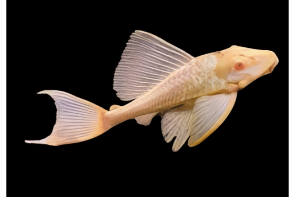Albino Pleco (cá Pleco bạch tạng)