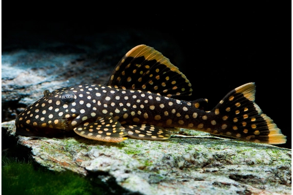 Golden Nugget Pleco (cá Pleco vàng)