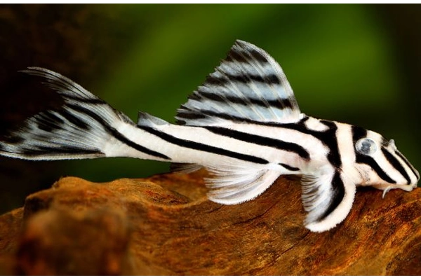 Cách nuôi cá Pleco đúng kỹ thuật