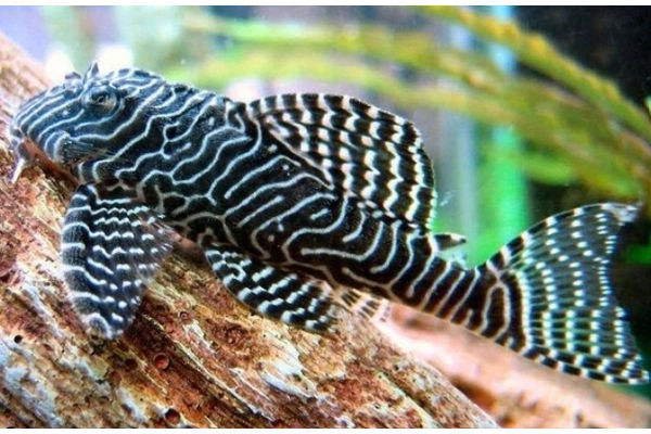 Mua cá Pleco ở đâu?