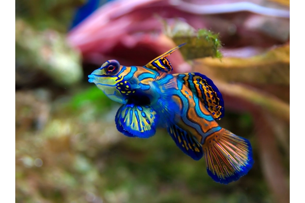 Giới thiệu về cá Trạng Nguyên - Mandarinfish