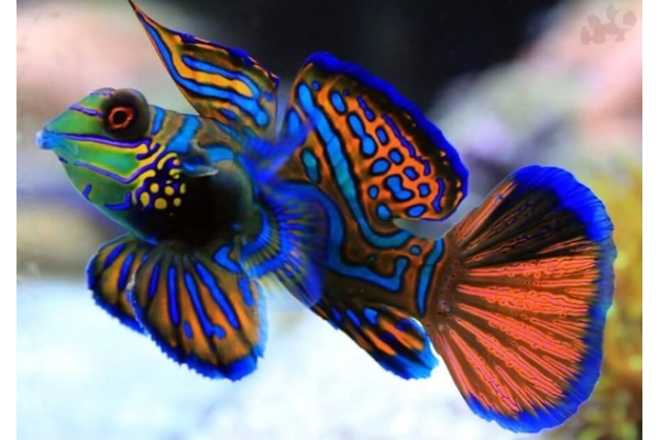 Đặc điểm của cá Mandarinfish