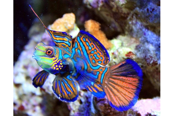 Lưu ý khi nuôi cá Mandarinfish