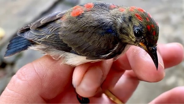 Chim ốc mít ăn gì? Thức ăn giúp chim khỏe mạnh và hót hay 20 Các bệnh thường gặp và cách phòng tránh cho chim ốc mít