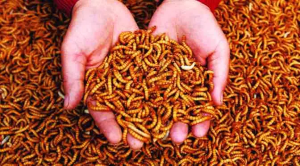 Chim ốc mít ăn gì? Thức ăn giúp chim khỏe mạnh và hót hay 12 Các loài côn trùng nhỏ là thức ăn tươi giàu protein cho chim ốc mít