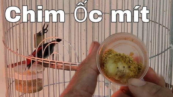 Chim ốc mít ăn gì? Thức ăn giúp chim khỏe mạnh và hót hay 15 Những lưu ý quan trọng về chế độ ăn của chim ốc mít