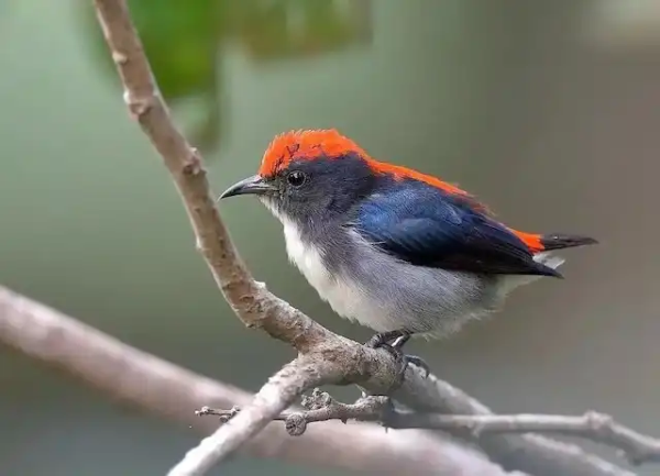 Chim ốc mít ăn gì? Thức ăn giúp chim khỏe mạnh và hót hay 16 Đặc điểm và tập tính của chim ốc mít