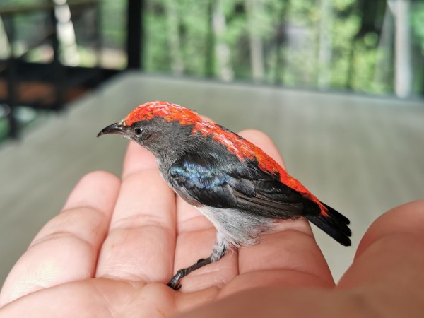 Chim ốc mít ăn gì? Thức ăn giúp chim khỏe mạnh và hót hay 17 Cách lựa chọn chim ốc mít