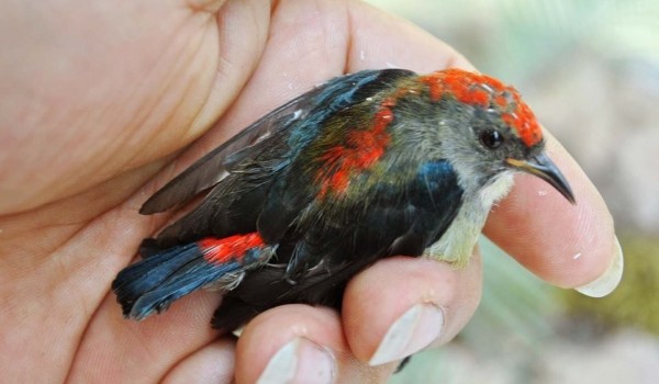 Chim ốc mít ăn gì? Thức ăn giúp chim khỏe mạnh và hót hay 19 Kỹ thuật chăm sóc chim ốc mít