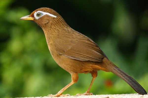 Chim Họa Mi ăn gì để chim khỏe mạnh, hót hay và lông mượt 11 Chim họa mi còn gọi là chích chòe mỏ thẳng là loài chim nhỏ thuộc họ mi