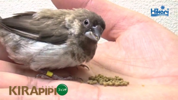 Chim Họa Mi ăn gì để chim khỏe mạnh, hót hay và lông mượt 20 Hikari – Địa chỉ cung cấp thức ăn cho chim uy tín