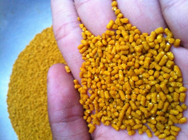 Chim Họa Mi ăn gì để chim khỏe mạnh, hót hay và lông mượt 12 Chim họa mi ăn gì? Thức ăn chính cho chim họa mi