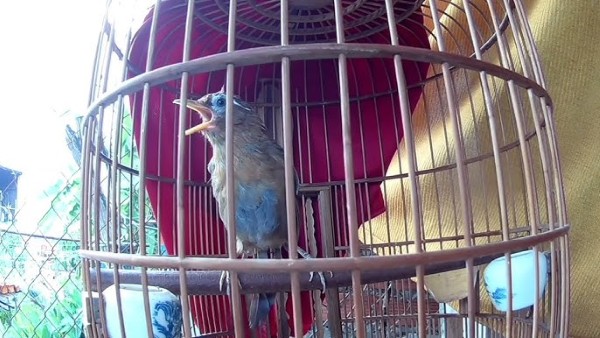 Chim Họa Mi ăn gì để chim khỏe mạnh, hót hay và lông mượt 15 Chim họa mi ăn gì để ra lông đẹp khi thay lông?