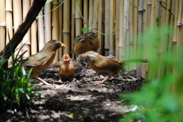 Chim Họa Mi ăn gì để chim khỏe mạnh, hót hay và lông mượt 16 Chim họa mi ăn gì mùa sinh sản?