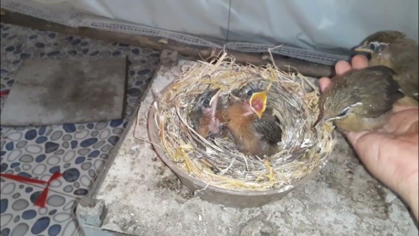 Chim Họa Mi ăn gì để chim khỏe mạnh, hót hay và lông mượt 17 Chim họa mi ăn gì? Chế độ ăn cho chim non