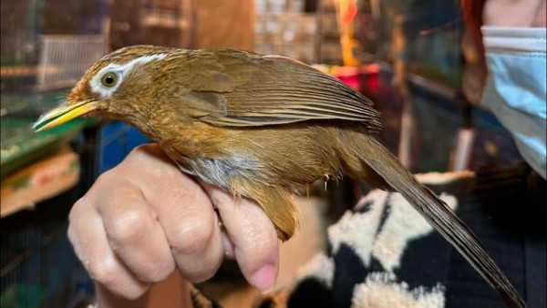 Chim Họa Mi ăn gì để chim khỏe mạnh, hót hay và lông mượt 18 Những loại thức ăn chim Họa Mi không được ăn