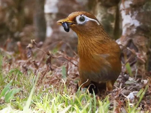 Chim Họa Mi ăn gì để chim khỏe mạnh, hót hay và lông mượt 19 Những lưu ý quan trọng khi cho chim họa mi ăn