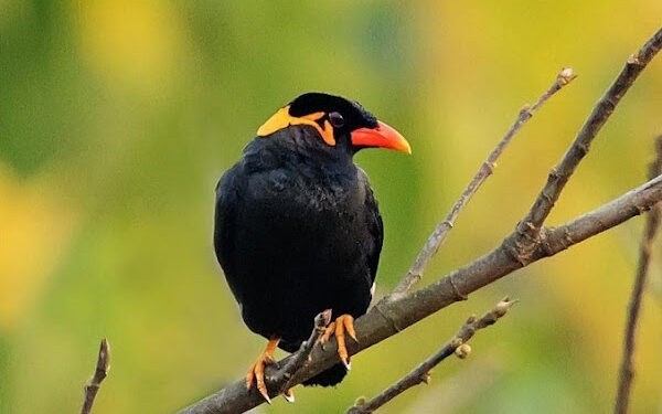 Chim nhồng ăn gì để học nói nhanh, lông mượt, sống lâu 14 Chim nhồng ăn gì trong tự nhiên?