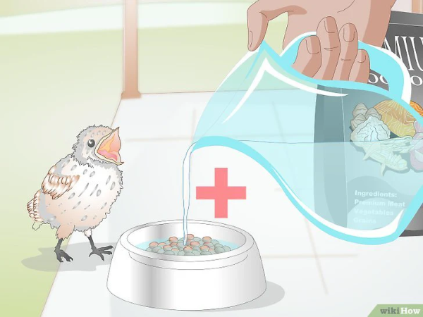 Chim nhồng ăn gì để học nói nhanh, lông mượt, sống lâu 25 Luôn thay nước cho chim thường xuyên