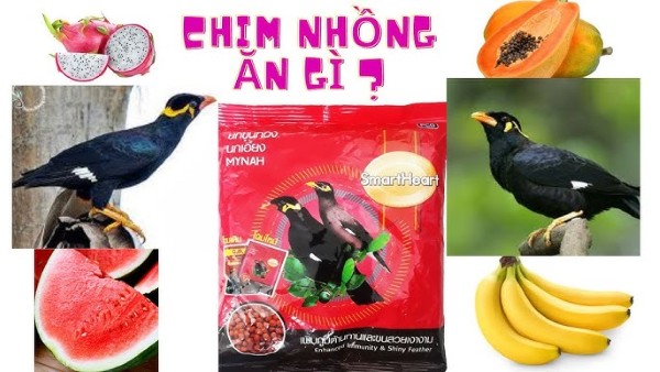 Chim nhồng ăn gì để học nói nhanh, lông mượt, sống lâu 26 Đa dạng hóa các loại thức ăn cho chim nhồng