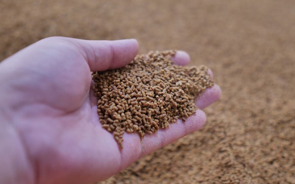 Chim nhồng ăn gì để học nói nhanh, lông mượt, sống lâu 19 Chim nhồng ăn gì? Thức ăn dạng hạt dành cho chim nhồng