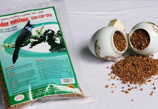 Chim chào mào ăn gì? Thức ăn giúp chim hót hay và lên lửa nhanh 10 Cám là nguồn thức ăn chính trong chế độ ăn của chim chào mào