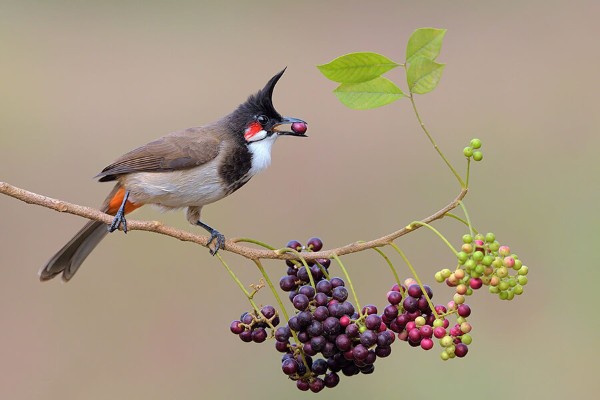 Chim chào mào ăn gì? Thức ăn giúp chim hót hay và lên lửa nhanh 11 Trái cây là một phần quan trọng trong chế độ dinh dưỡng của chim chào mào