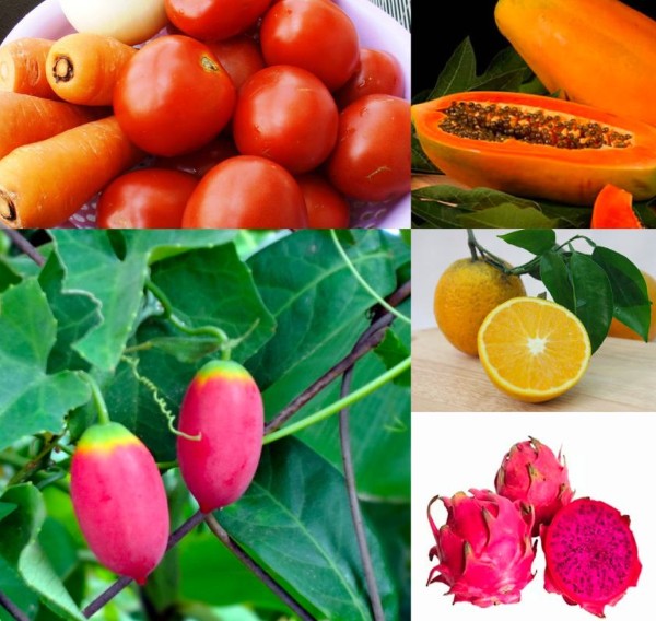 Chim chào mào ăn gì? Thức ăn giúp chim hót hay và lên lửa nhanh 12 Một số loại trái cây "vàng" phù hợp với chim chào mào